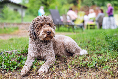 Lagotto romagnolo, loving family dog photo