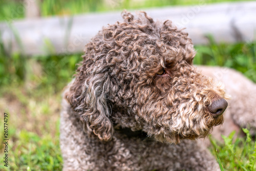 Closeup of a curly, wooly coated cute lagotto romagnolo dog