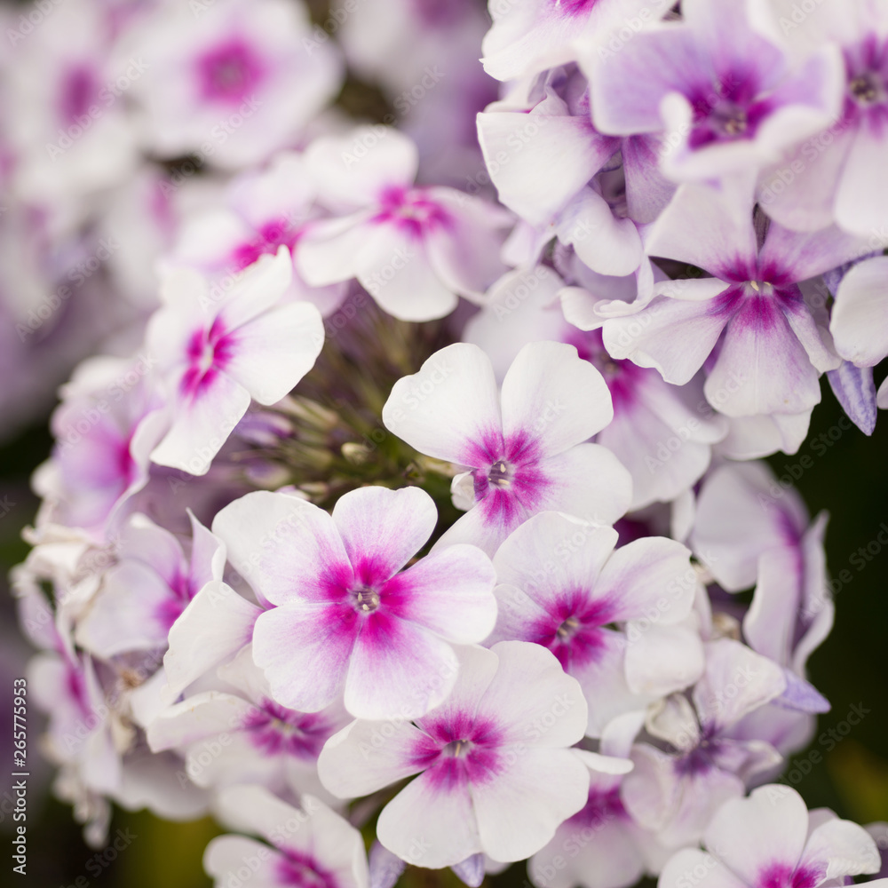 Flowers phlox close-up in the garden Flowers phlox close-up in the garden