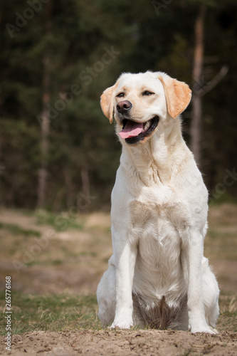 Yellow Labrador Retriever