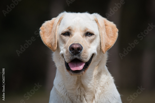 Yellow Labrador headshot