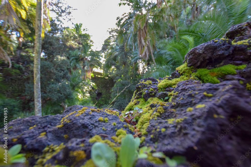 Fototapeta premium natural scenery on the azores