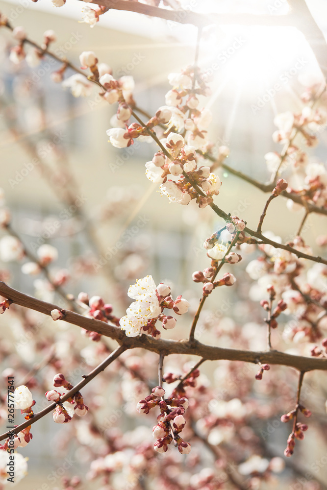 close up of tree branches with blooming flowers and shining sun close up of tree branches with blooming flowers and shining sun