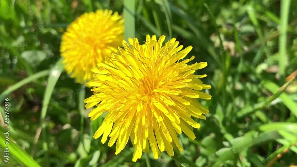 Honey Bee Collecting Pollen of yellow Flower Dandelion. Close up of honeybee flying and gathering flower nectar pollen on sunny spring clear day. Honey Bee Collecting Pollen of yellow Flower Dandelion. Close up of honeybee flying and gathering flower nectar pollen on sunny spring clear day.