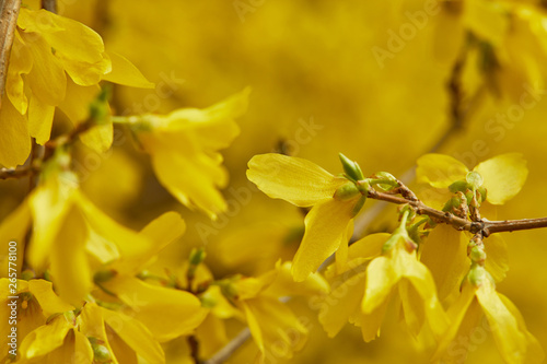 close up of yellow blooming flowers with petals on tree branches