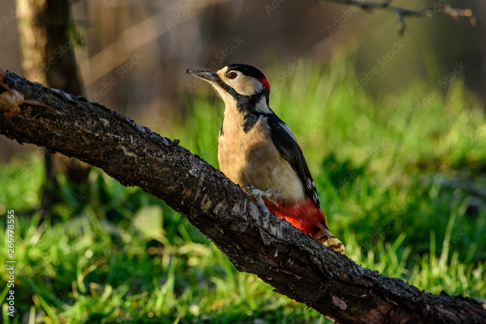 Fototapeta premium Picchio rosso