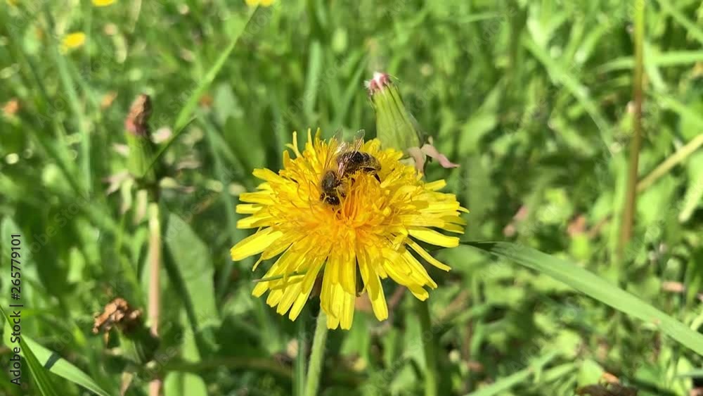 Slow motion of Honey Bee Collecting Pollen of yellow Flower Dandelion. Close up of honeybee flying and gathering flower nectar pollen on sunny spring clear day. Slow motion of Honey Bee Collecting Pollen of yellow Flower Dandelion. Close up of honeybee flying and gathering flower nectar pollen on sunny spring clear day.