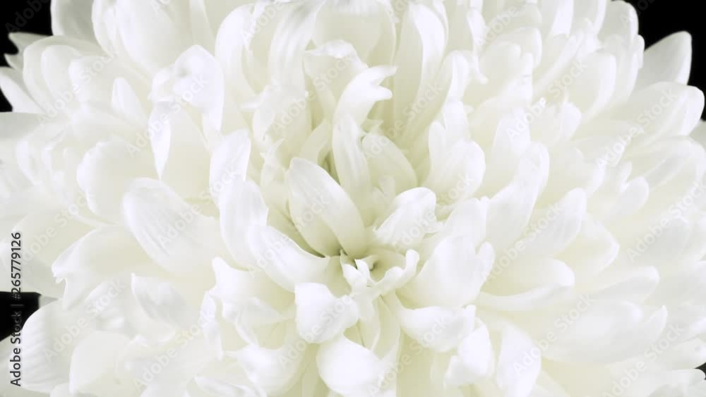 The flower is white on a dark isolated background. Camera movement towards macro The flower is white on a dark isolated background. Camera movement towards macro