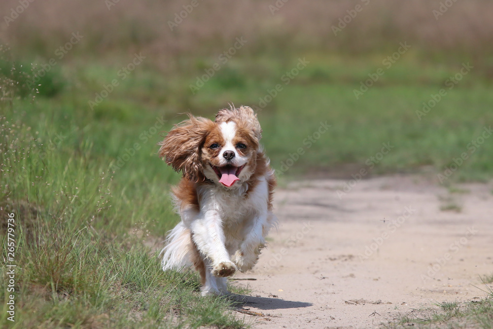 Cavalier King Charles Spaniel Cavalier King Charles Spaniel