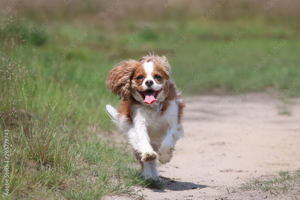 Cavalier King Charles Spaniel red and white
