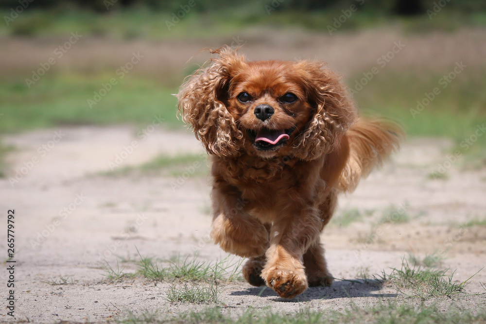 Fototapeta premium Happy Ruby Cavalier King Charles Spaniel