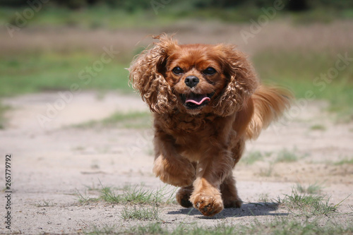 Happy Ruby Cavalier King Charles Spaniel