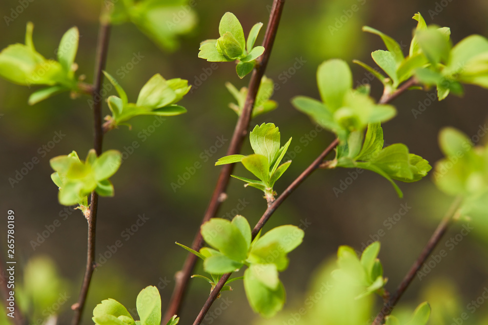 close up of green blooming flowers on tree branches in spring close up of green blooming flowers on tree branches in spring