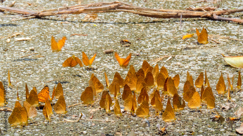 Beautiful on Butterfly with blur background and group of butterflies on surface ground. Insect world Bankrang camp, Phetchaburi province, Thailand National Park. photo