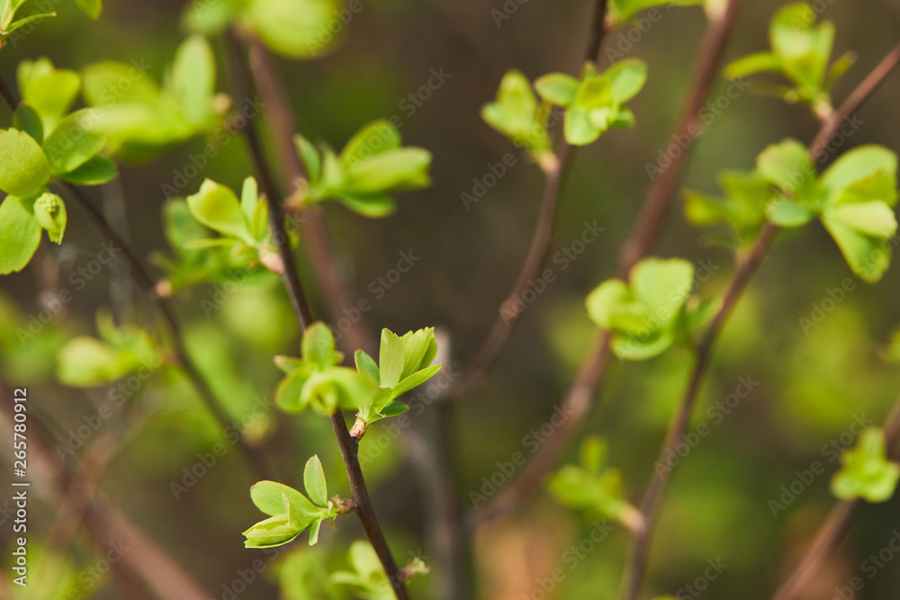 close up of green blooming leaves in sunlight on tree branches in spring close up of green blooming leaves in sunlight on tree branches in spring