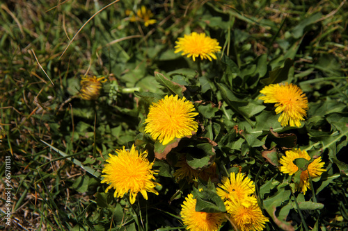 Yellow dandelions growing on spring meadow