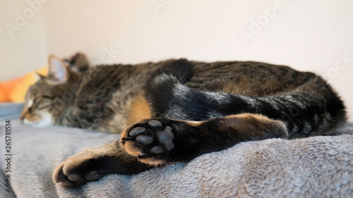 Striped cat sleeps on a gray blanket - rear paws in the foreground