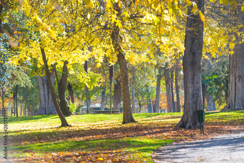 Autumn park at bright sunny day