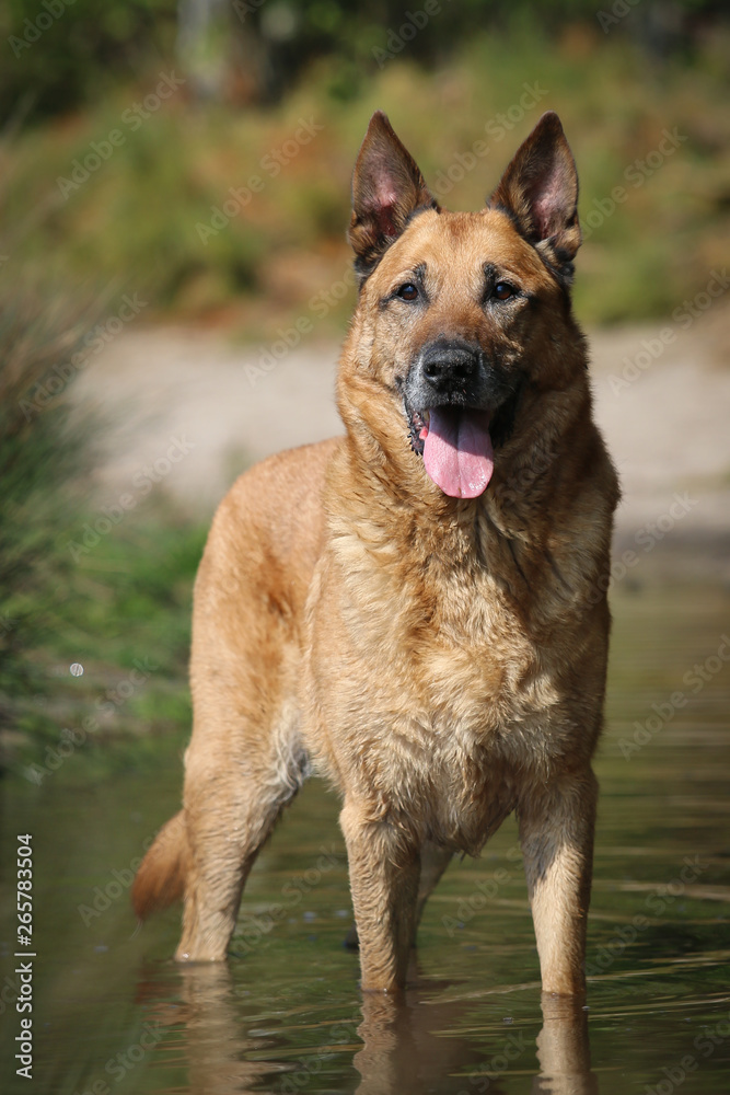 Old Shepherd