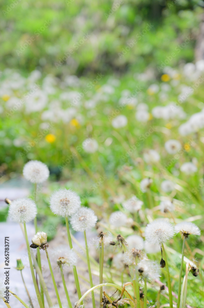 Obraz premium たんぽぽ