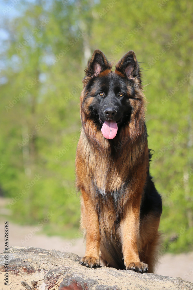 Beautiful longhaired German Shepherd Beautiful longhaired German Shepherd