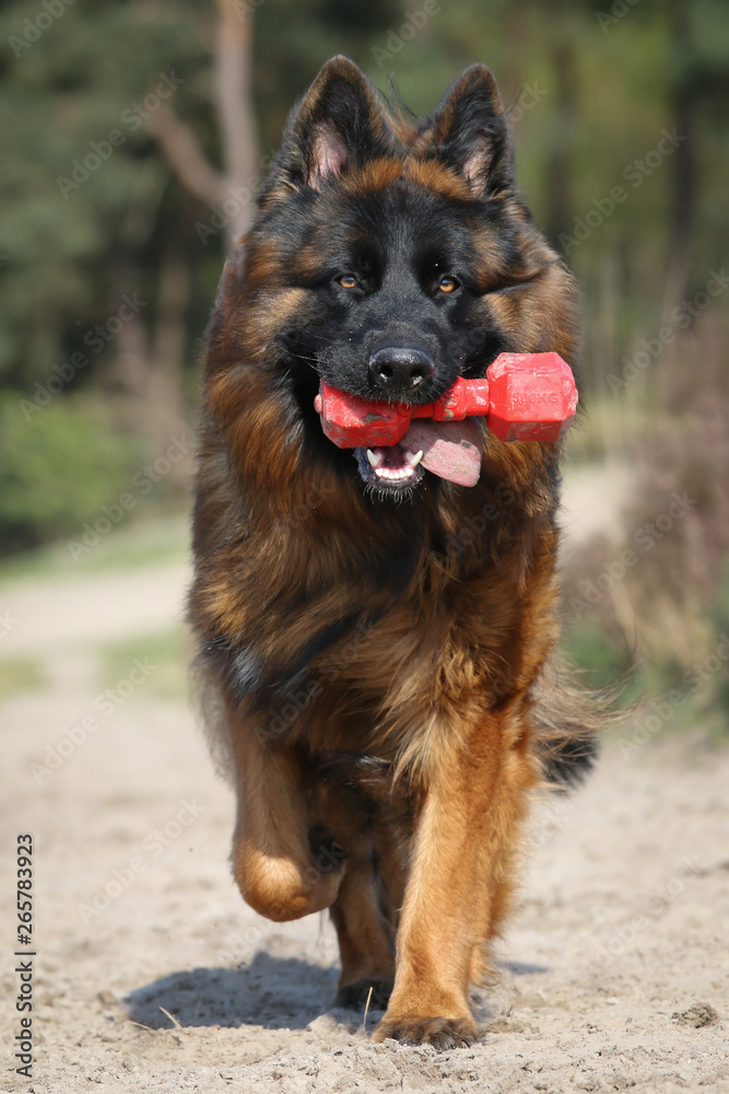 Happy German Shepherd dog with toy Happy German Shepherd dog with toy