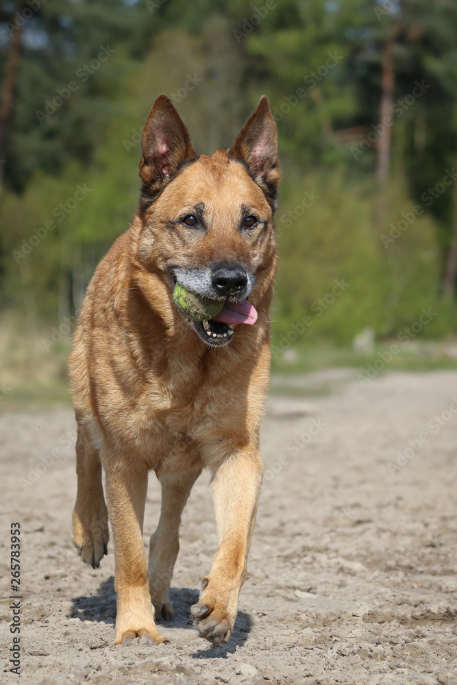 Old Shepherd with ball Old Shepherd with ball