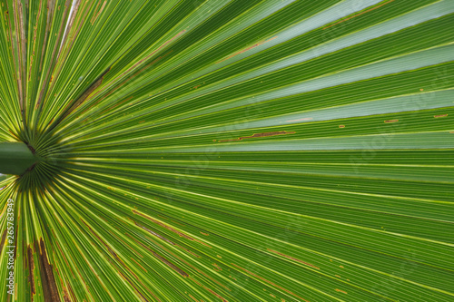 Green palm leaf