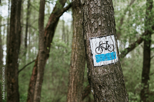 Bike trail indicator sign made with white and blue paint on tree bark.