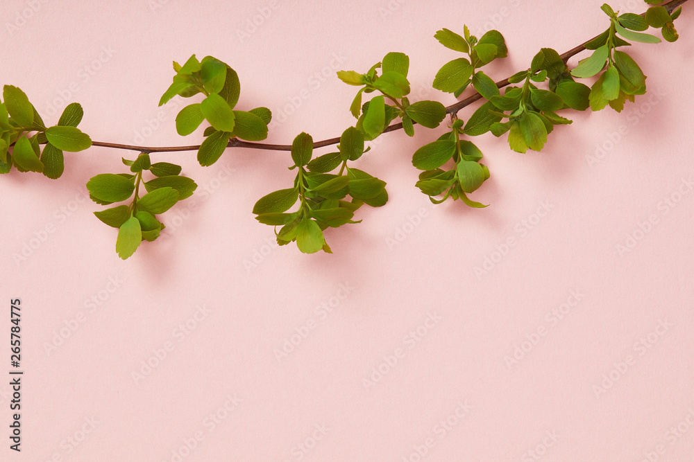top view of tree branch with blooming green leaves on pink background