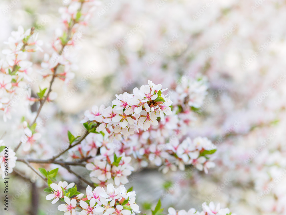 Cherry blossoms Cherry blossoms