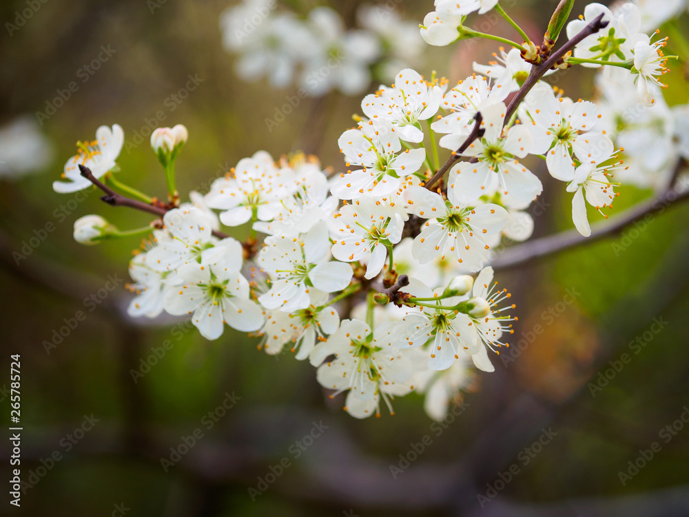 Beautiful plum blossom