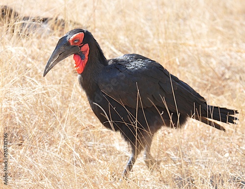 Ground hornbill photo