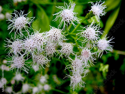 winter flower