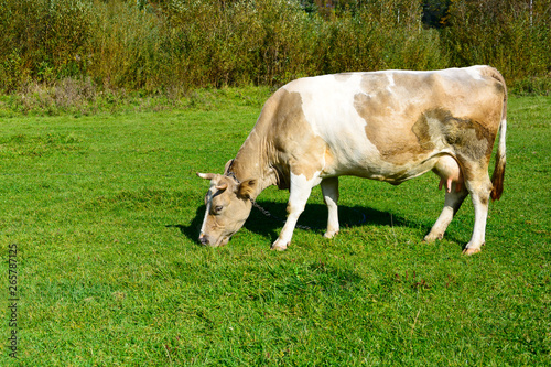 Close up brown cow with chain on meadow eating green spring grass. Animal protection concept. Copy space.