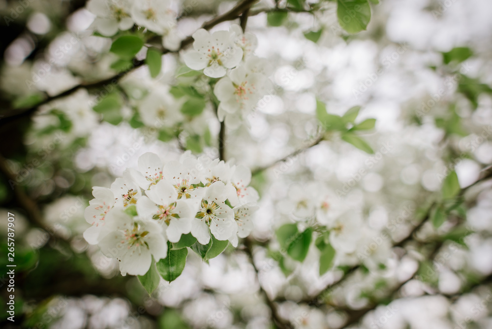 Beautiful flowers on the branches of blooming tree Beautiful flowers on the branches of blooming tree