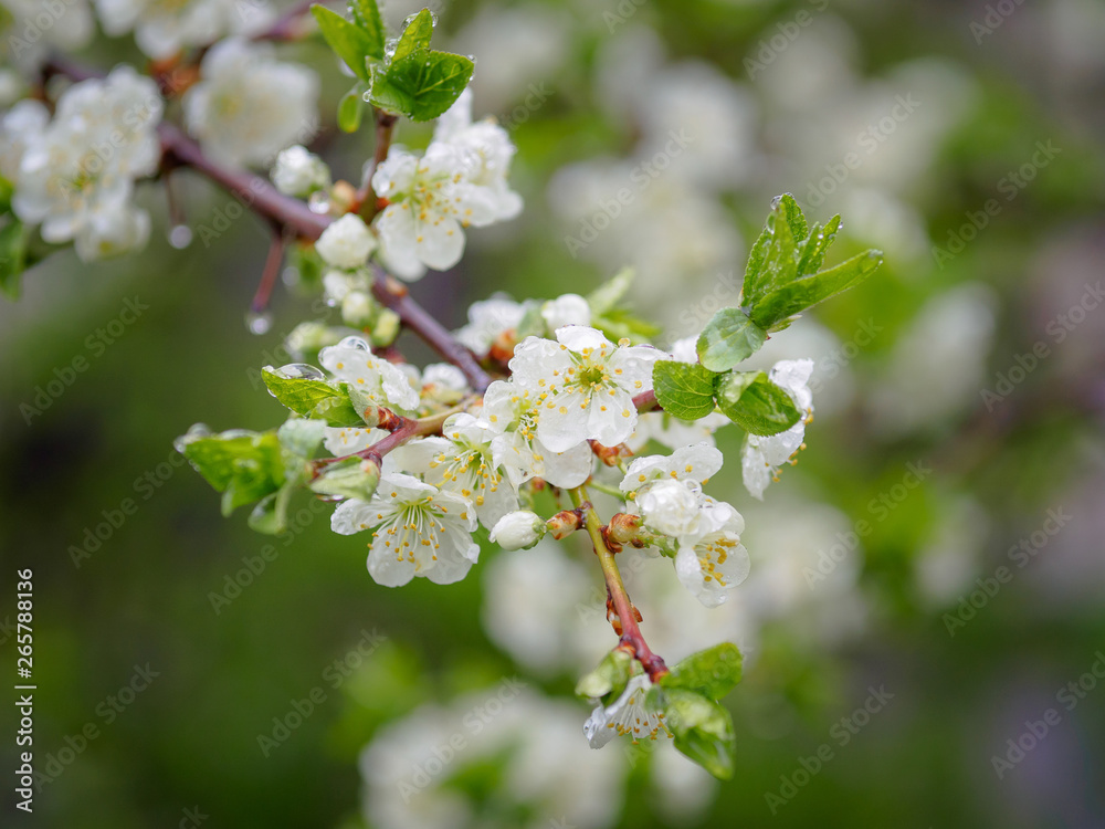 Beautiful plum blossom after rain with raindrops Beautiful plum blossom after rain with raindrops