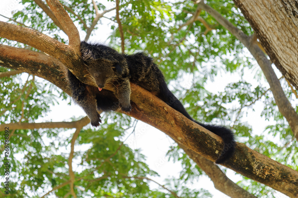 Fototapeta premium Binturong sleeping on tree branch
