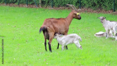 little goat drinks milk from mother's udder