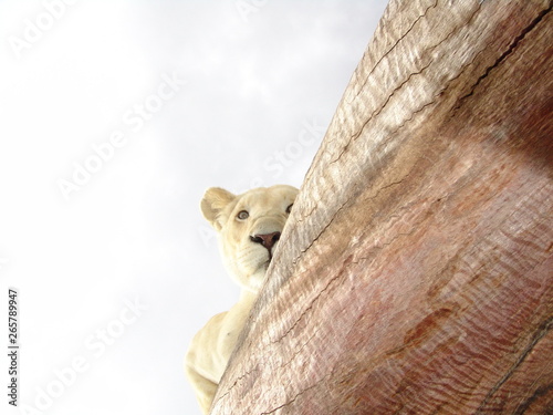 Fototapeta Naklejka Na Ścianę i Meble -  Weißes Löwen Weibchen auf Baumstamm