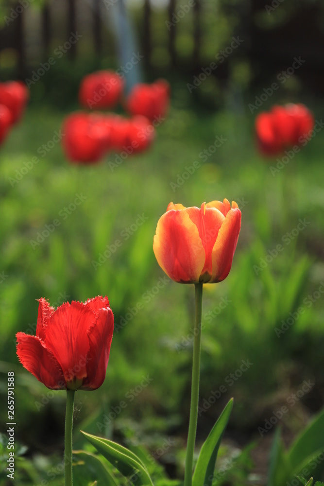 Blooming red tulips on a bed in the garden. Blooming red tulips on a bed in the garden.
