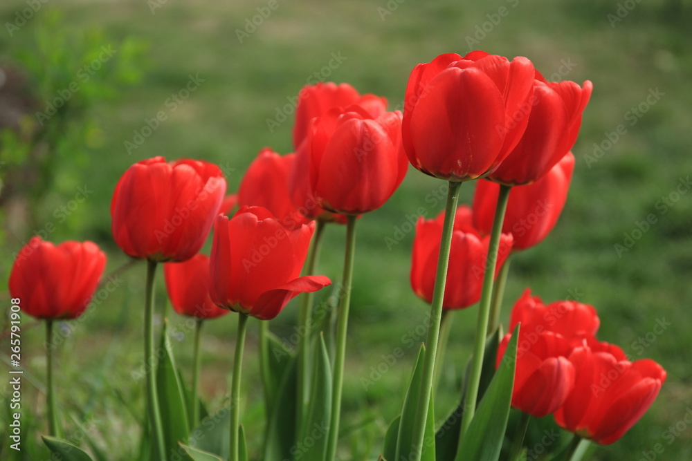 Blooming red tulips on a bed in the garden. Blooming red tulips on a bed in the garden.