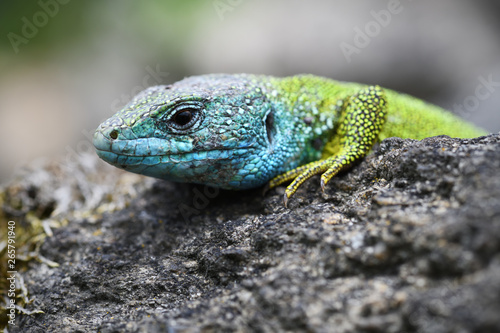 European green lizard on stone