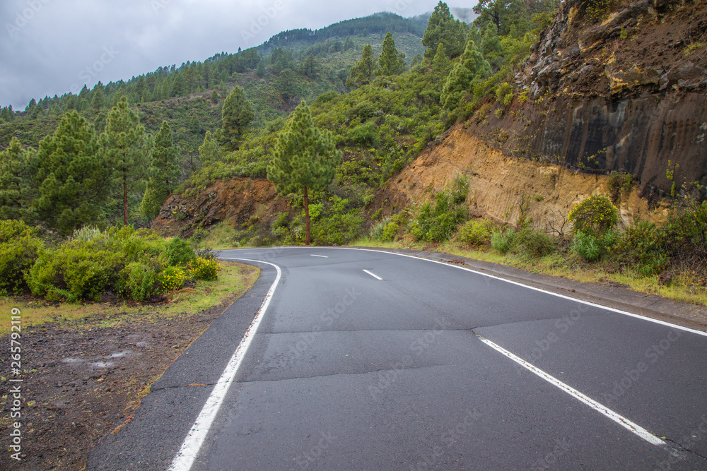 Lush vegetation under the Teide National Park at a height of 1000-2000 m