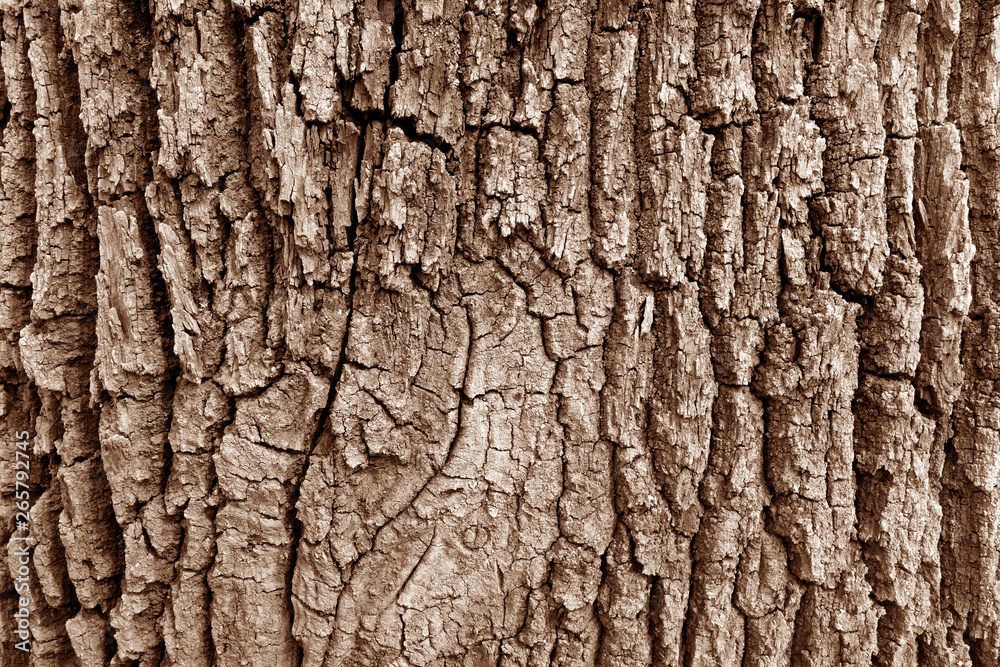 Bark of old big oak tree texture in brown tone. Bark of old big oak tree texture in brown tone.