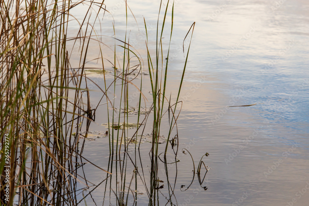 Grass and reed with reflection in the pond Grass and reed with reflection in the pond