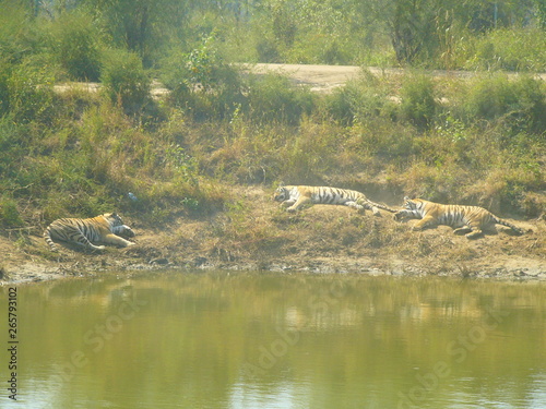 three tigers are resting by the lake