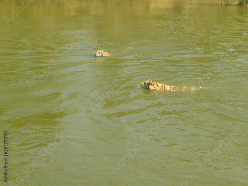 two tigers swim in the lake