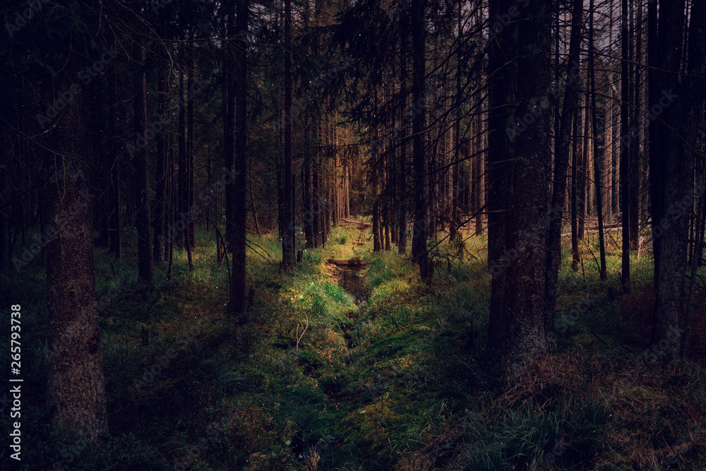 Zauberhafte dunkle Wälder im Nationalpark Harz Zauberhafte dunkle Wälder im Nationalpark Harz