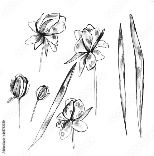  a set of drawings of flowers and leaves, pencil